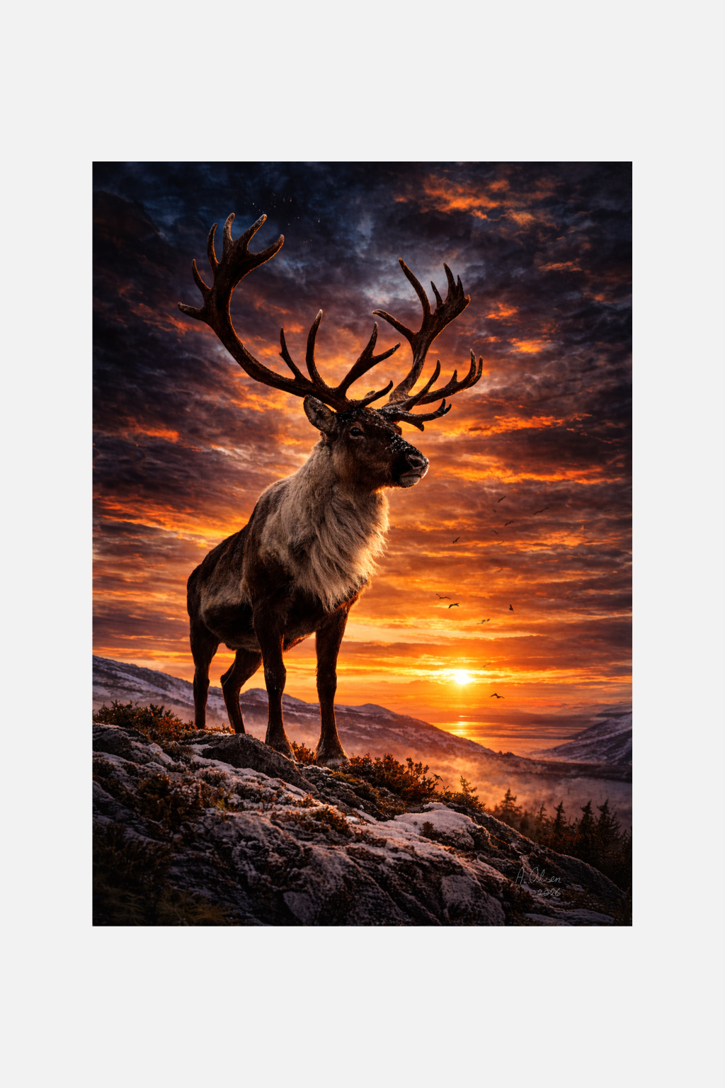 T-skjorte – Reinsdyr